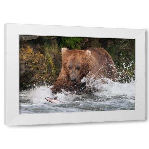 Brown Bear catching salmon at Brooks Falls-Katmai National Park-Alaska-USA White Modern Wood Framed Art Print by Su, Keren