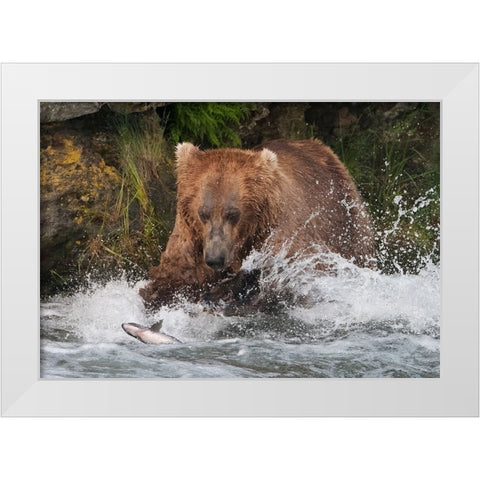Brown Bear catching salmon at Brooks Falls-Katmai National Park-Alaska-USA White Modern Wood Framed Art Print by Su, Keren
