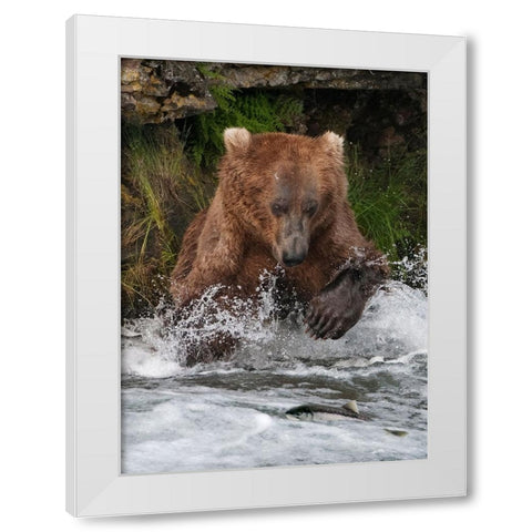 Brown Bear catching salmon at Brooks Falls-Katmai National Park-Alaska-USA White Modern Wood Framed Art Print by Su, Keren