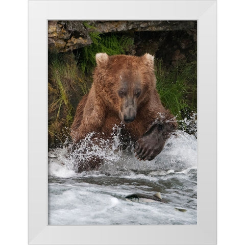 Brown Bear catching salmon at Brooks Falls-Katmai National Park-Alaska-USA White Modern Wood Framed Art Print by Su, Keren