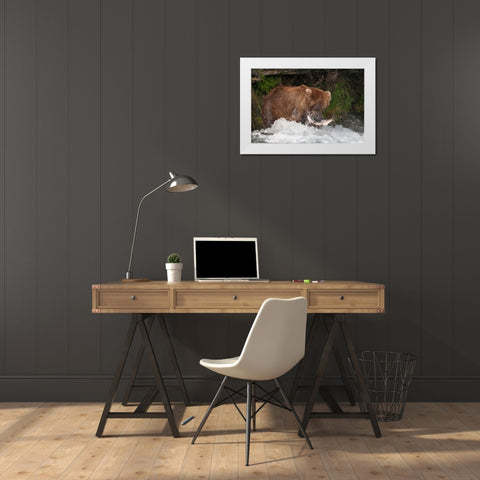 Brown Bear catching salmon at Brooks Falls-Katmai National Park-Alaska-USA White Modern Wood Framed Art Print by Su, Keren
