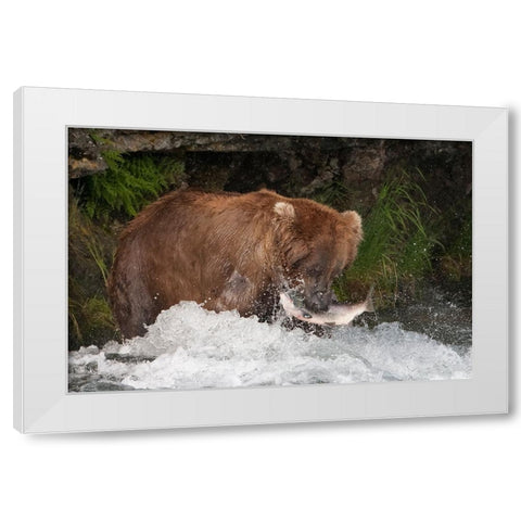 Brown Bear catching salmon at Brooks Falls-Katmai National Park-Alaska-USA White Modern Wood Framed Art Print by Su, Keren