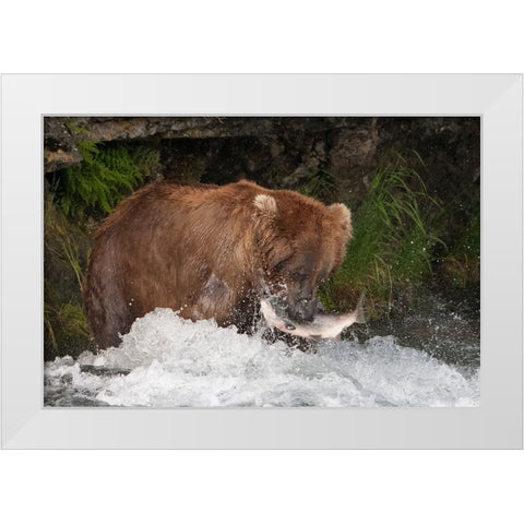 Brown Bear catching salmon at Brooks Falls-Katmai National Park-Alaska-USA White Modern Wood Framed Art Print by Su, Keren