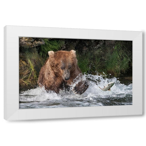 Brown Bear catching salmon at Brooks Falls-Katmai National Park-Alaska-USA White Modern Wood Framed Art Print by Su, Keren