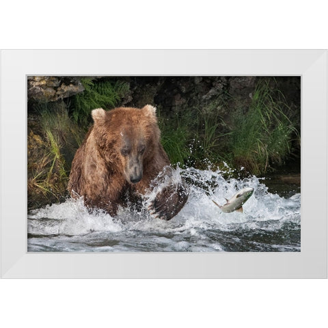 Brown Bear catching salmon at Brooks Falls-Katmai National Park-Alaska-USA White Modern Wood Framed Art Print by Su, Keren