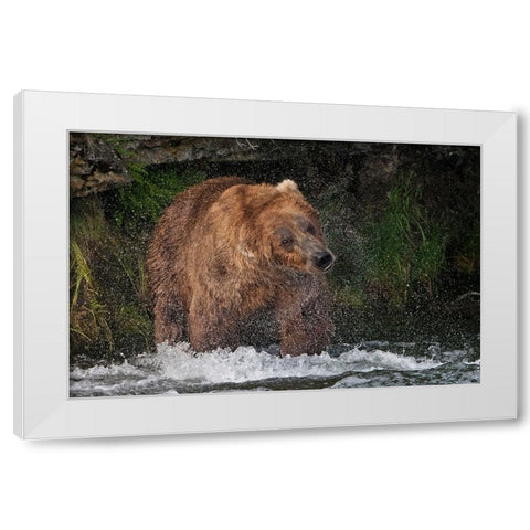 Brown Bear catching salmon at Brooks Falls-Katmai National Park-Alaska-USA White Modern Wood Framed Art Print by Su, Keren