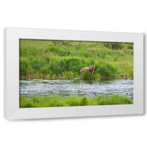 Brown Bear in Brooks River-Katmai National Park-Alaska-USA White Modern Wood Framed Art Print by Su, Keren