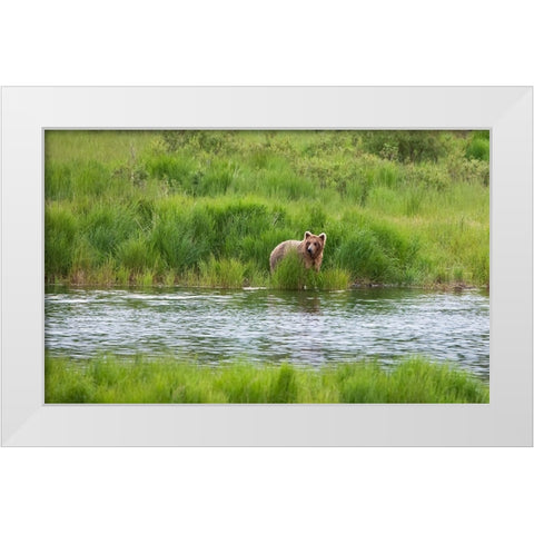 Brown Bear in Brooks River-Katmai National Park-Alaska-USA White Modern Wood Framed Art Print by Su, Keren