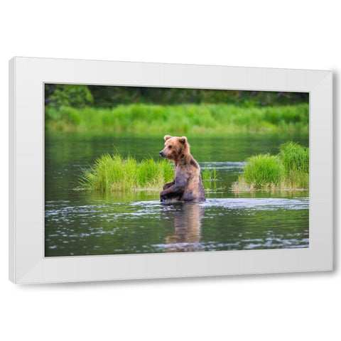 Brown Bear standing in Brooks River-Katmai National Park-Alaska-USA White Modern Wood Framed Art Print by Su, Keren