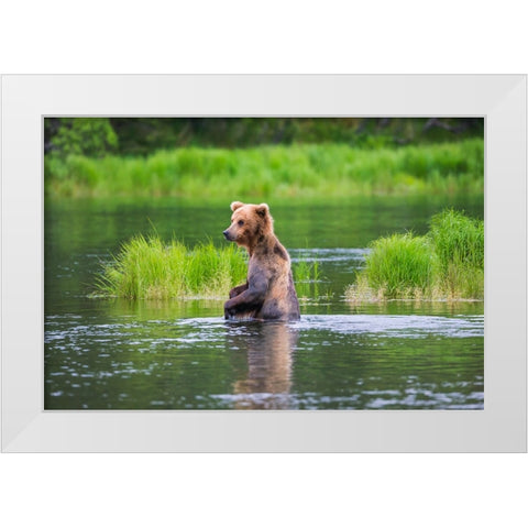 Brown Bear standing in Brooks River-Katmai National Park-Alaska-USA White Modern Wood Framed Art Print by Su, Keren