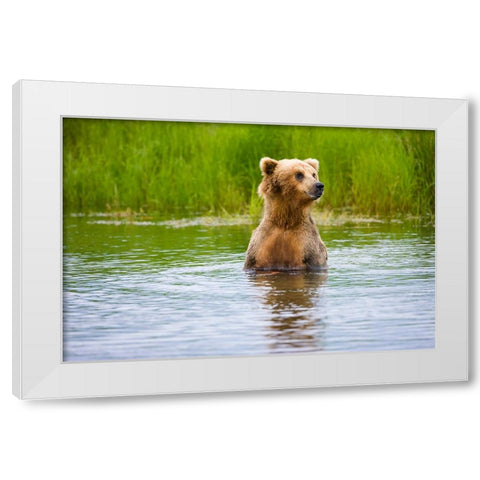 Brown Bear standing on Brooks River-Katmai National Park-Alaska-USA White Modern Wood Framed Art Print by Su, Keren