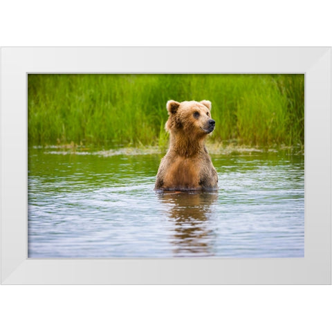Brown Bear standing on Brooks River-Katmai National Park-Alaska-USA White Modern Wood Framed Art Print by Su, Keren