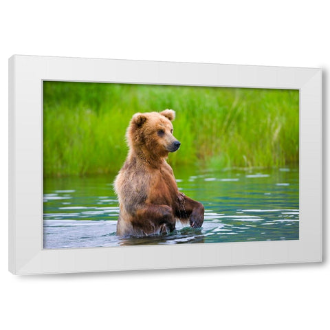 Brown Bear standing in Brooks River-Katmai National Park-Alaska-USA White Modern Wood Framed Art Print by Su, Keren