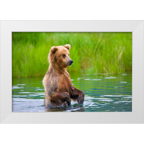 Brown Bear standing in Brooks River-Katmai National Park-Alaska-USA White Modern Wood Framed Art Print by Su, Keren