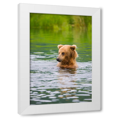 Brown Bear standing in Brooks River-Katmai National Park-Alaska-USA White Modern Wood Framed Art Print by Su, Keren