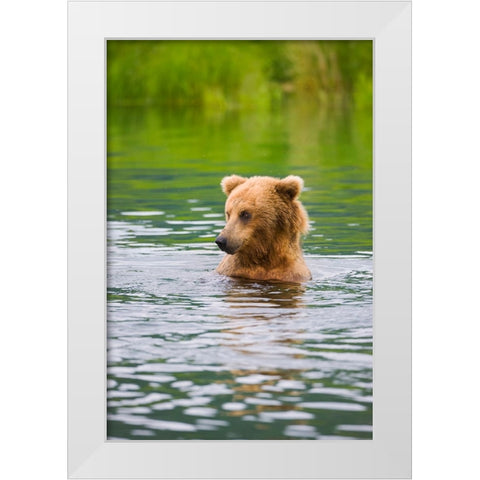 Brown Bear standing in Brooks River-Katmai National Park-Alaska-USA White Modern Wood Framed Art Print by Su, Keren