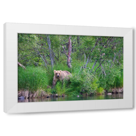 Brown Bear in the grass by Brooks River-Katmai National Park-Alaska-USA White Modern Wood Framed Art Print by Su, Keren