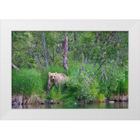 Brown Bear in the grass by Brooks River-Katmai National Park-Alaska-USA White Modern Wood Framed Art Print by Su, Keren
