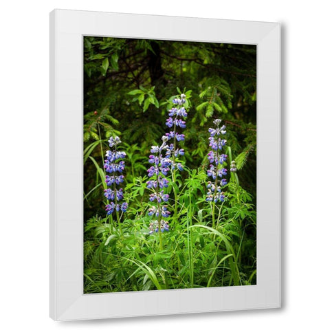 Near Homer-Alaska-meadows of lupine White Modern Wood Framed Art Print by Richardson, Larry
