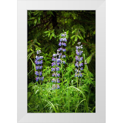 Near Homer-Alaska-meadows of lupine White Modern Wood Framed Art Print by Richardson, Larry