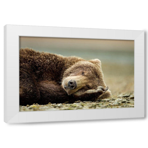 Brown Bear, Katmai National Park, Alaska. White Modern Wood Framed Art Print by Souders, Paul