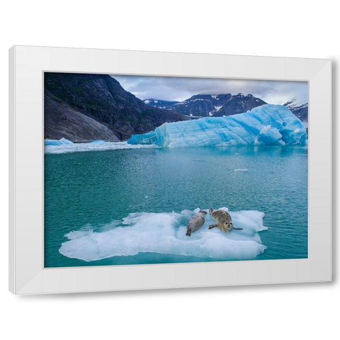 Alaska-Leconte Bay-Aerial view of Harbor Seal and pup resting on iceberg calved from LeConte Glacier White Modern Wood Framed Art Print by Souders, Paul