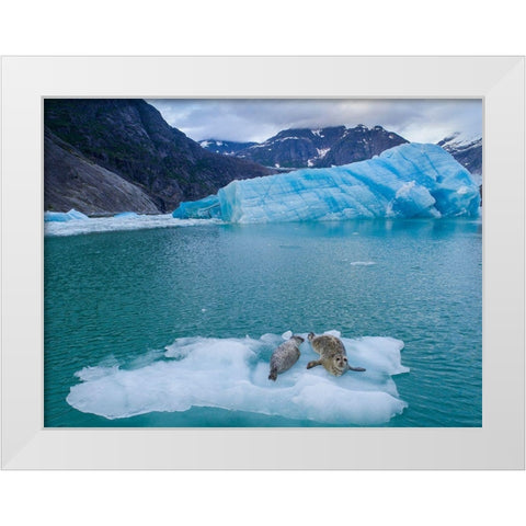 Alaska-Leconte Bay-Aerial view of Harbor Seal and pup resting on iceberg calved from LeConte Glacier White Modern Wood Framed Art Print by Souders, Paul