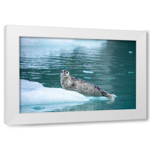 Alaska-Leconte Bay-Harbor Seal pup resting on iceberg calved from LeConte Glacier east of Petersburg White Modern Wood Framed Art Print by Souders, Paul