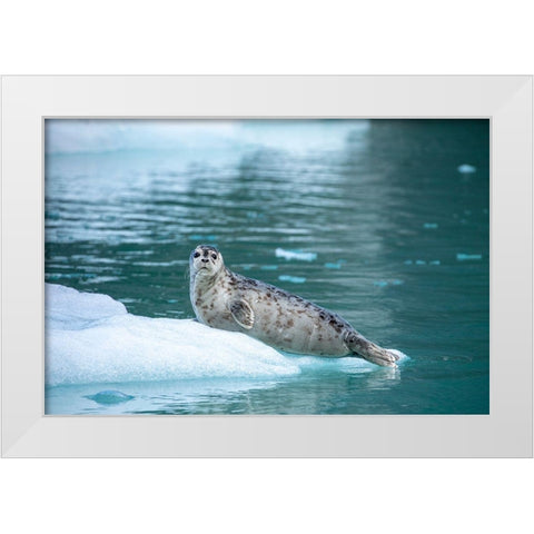 Alaska-Leconte Bay-Harbor Seal pup resting on iceberg calved from LeConte Glacier east of Petersburg White Modern Wood Framed Art Print by Souders, Paul