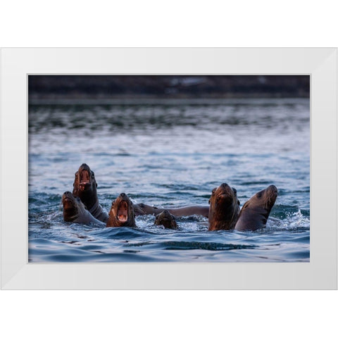 Alaska-Steller Sea Lions gather at edge of haul out along Frederick Sound on summer evening White Modern Wood Framed Art Print by Souders, Paul