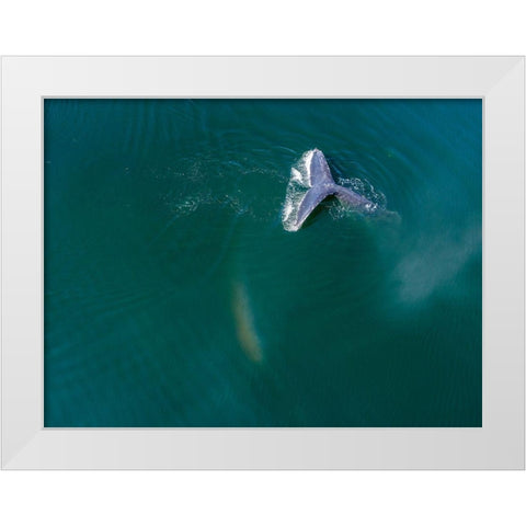 Alaska-Aerial view Humpback Whale diving at surface of Frederick Sound  White Modern Wood Framed Art Print by Souders, Paul