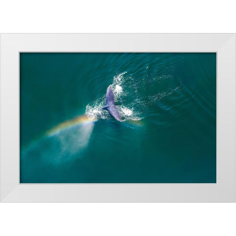Alaska-Aerial view rainbow and mist above diving Humpback Whale on Frederick Sound  White Modern Wood Framed Art Print by Souders, Paul