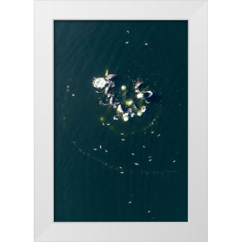 Alaska-Aerial view of Humpback Whales bubble net feeding on school of herring fish White Modern Wood Framed Art Print by Souders, Paul