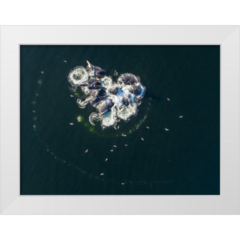 Alaska-Aerial view of Humpback Whales bubble net feeding on school of herring fish White Modern Wood Framed Art Print by Souders, Paul