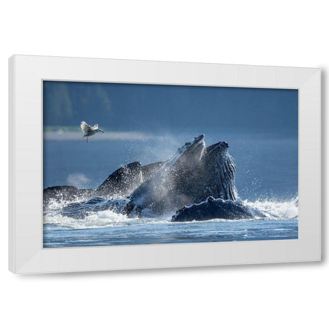 Alaska-Seagull hovers above Humpback Whales surfacing as they bubble net feed on herring White Modern Wood Framed Art Print by Souders, Paul