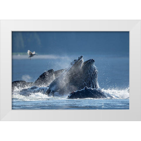 Alaska-Seagull hovers above Humpback Whales surfacing as they bubble net feed on herring White Modern Wood Framed Art Print by Souders, Paul