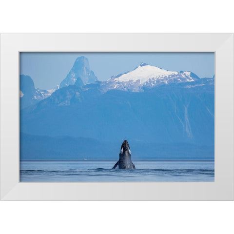 Alaska-Humpback Whale lunges while head slapping in Frederick Sound near Kupreanof Island White Modern Wood Framed Art Print by Souders, Paul
