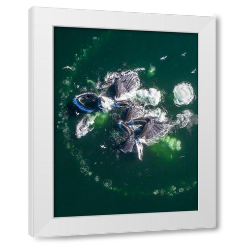 Alaska Humpback Whales lunging at surface of Frederick Sound while bubble net feeding  White Modern Wood Framed Art Print by Souders, Paul