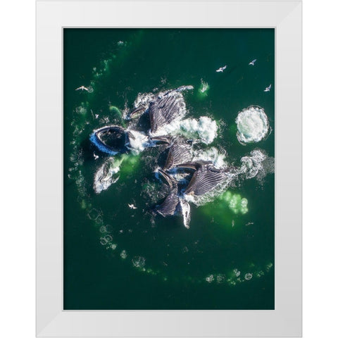 Alaska Humpback Whales lunging at surface of Frederick Sound while bubble net feeding  White Modern Wood Framed Art Print by Souders, Paul