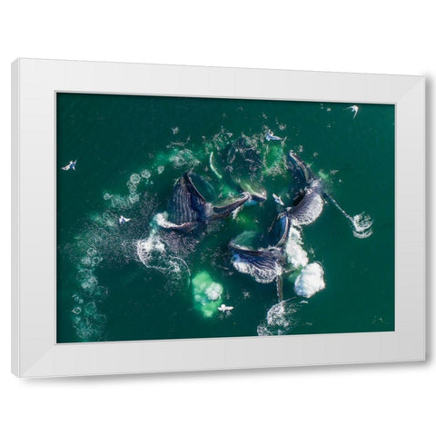 Alaska Humpback Whales lunging at surface of Frederick Sound while bubble net feeding White Modern Wood Framed Art Print by Souders, Paul