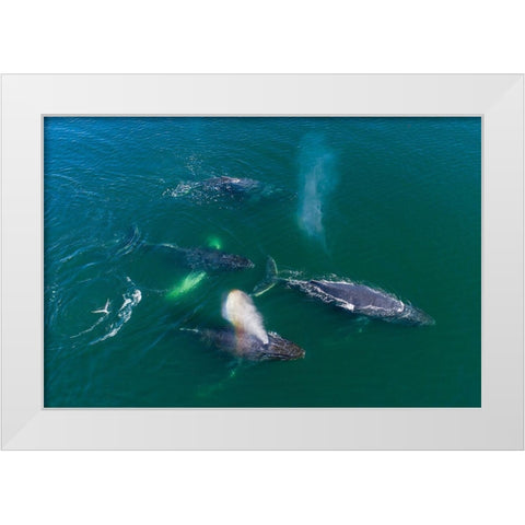 Alaska Humpback Whales swimming together at surface of Frederick Sound while bubble net feeding White Modern Wood Framed Art Print by Souders, Paul