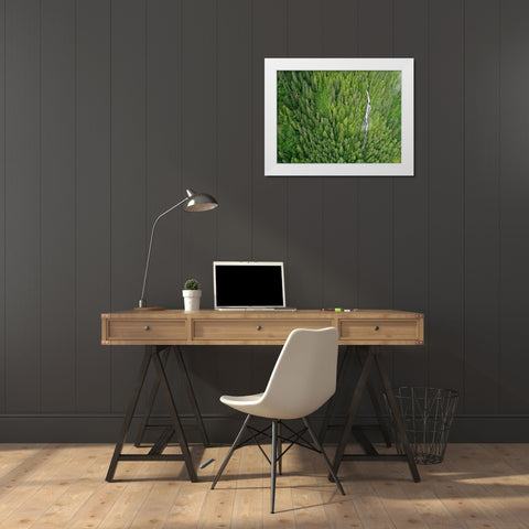 Alaska-Juneau-Taku Harbor State Marine Park-waterfall on mountainside in coastal rainforest White Modern Wood Framed Art Print by Souders, Paul