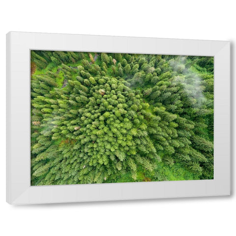 Alaska-Juneau-Taku Harbor State Marine Park- coastal rainforest on steep mountainside White Modern Wood Framed Art Print by Souders, Paul