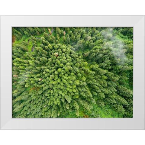 Alaska-Juneau-Taku Harbor State Marine Park- coastal rainforest on steep mountainside White Modern Wood Framed Art Print by Souders, Paul