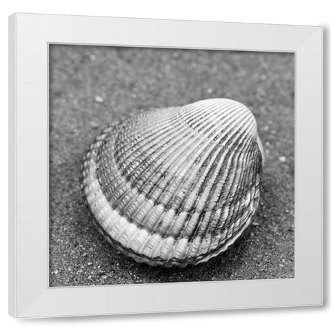 Alaska-Ketchikan-cockle shell on beach White Modern Wood Framed Art Print by PLank, Savanah
