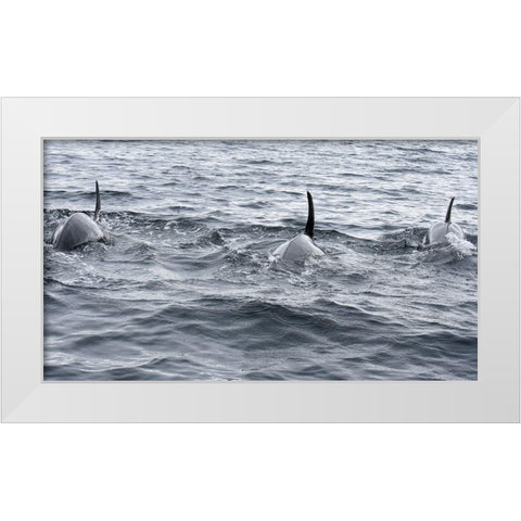 Alaska-Sitka-Sitka Sound killer whales playing in water White Modern Wood Framed Art Print by PLank, Savanah