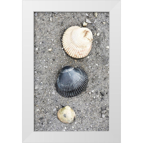 Alaska-Ketchikan-cockle shells on beach White Modern Wood Framed Art Print by PLank, Savanah