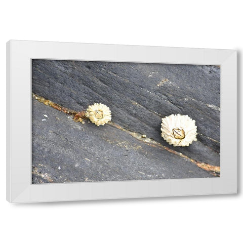 Alaska-Ketchikan-barnacle close-up White Modern Wood Framed Art Print by PLank, Savanah