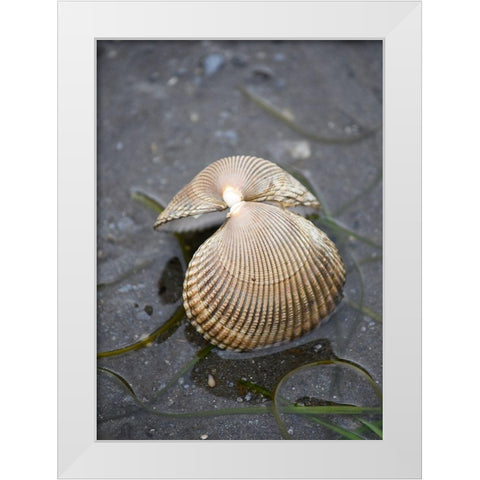 Alaska-Ketchikan-cockle shell on beach White Modern Wood Framed Art Print by PLank, Savanah