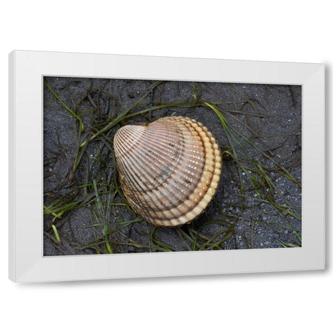 Alaska-Ketchikan-cockle shell on beach White Modern Wood Framed Art Print by PLank, Savanah